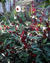 30 Roselle Seeds Gongura Sour-Leaf Sorrel Hibiscus Sabdariffa USA Seller Garden  - £5.93 GBP