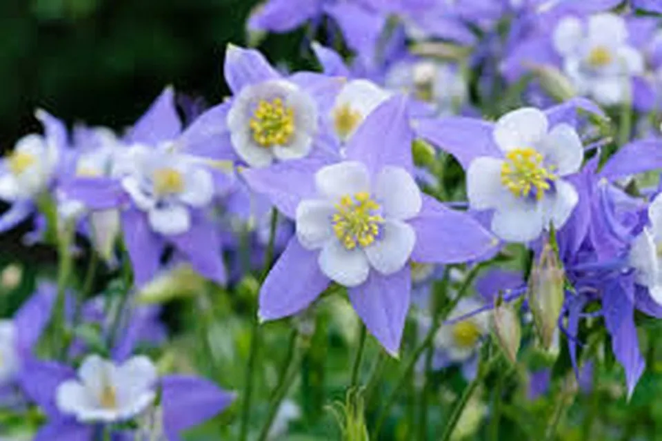 Flower Columbine Blue Dream 50 Seeds - £7.68 GBP