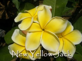 Free Bonus + Rare &amp; Exotic Thai New Yellow Jack Compact Plumeria cutting - $16.95