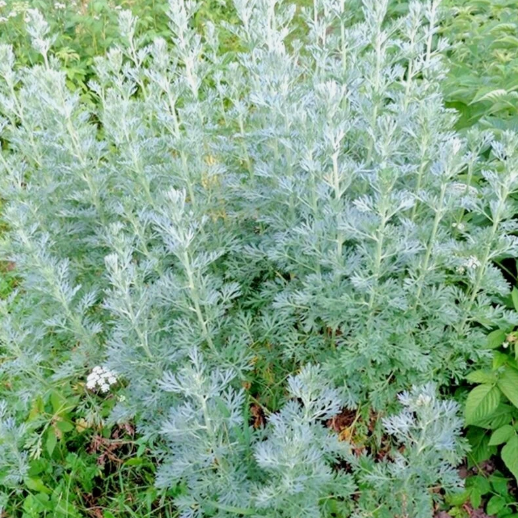 LD 3000 Wormwood Absinthe Seeds Spring Perennial Mosquito Pests Fast Shi... - $8.22