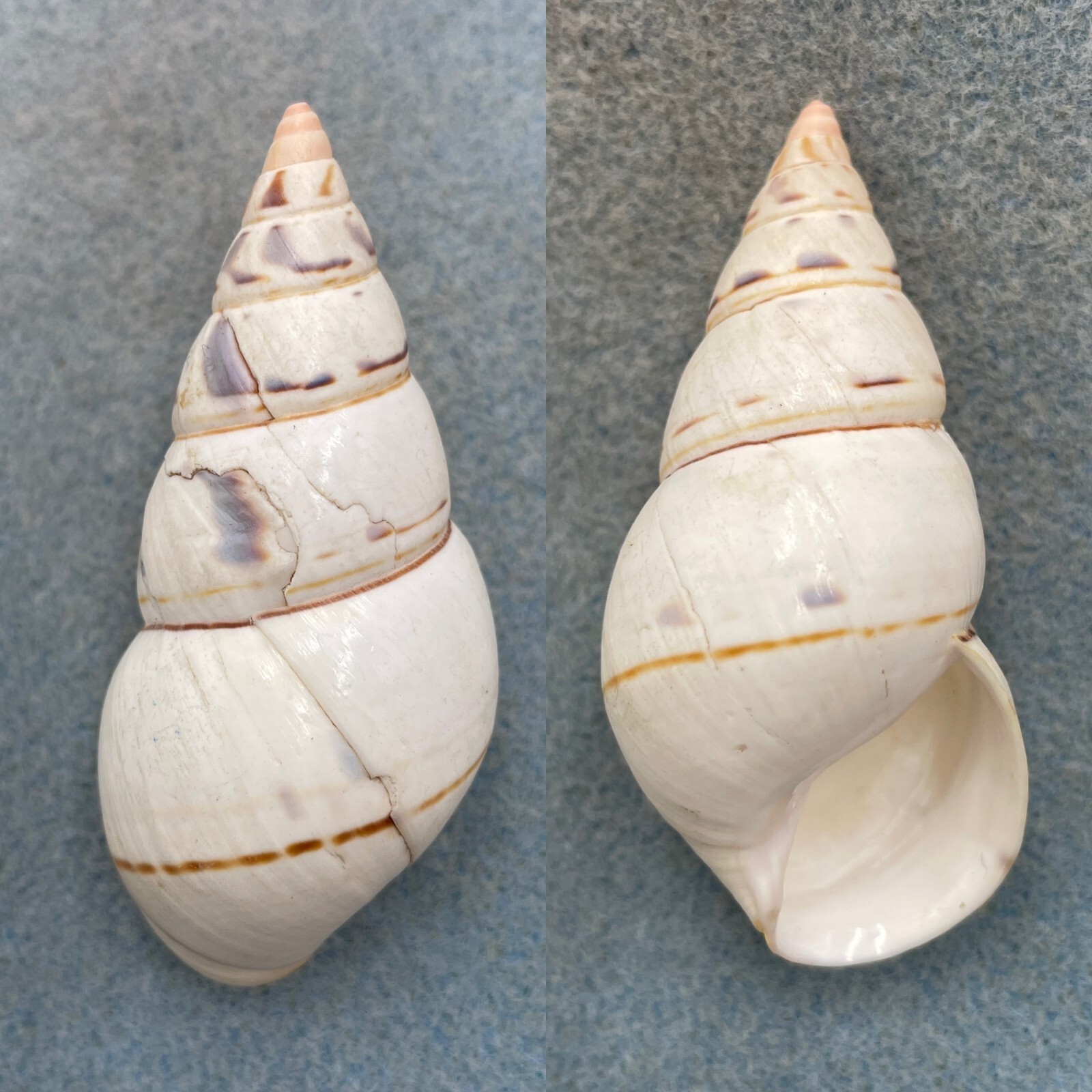 #4 Liguus fasciatus osmenti 66.3mm F/+ Pinecrest - £7.45 GBP