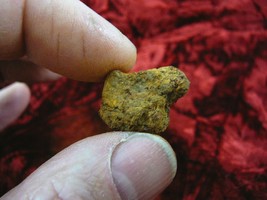 (PP450-4) 1&quot; Genuine Fossil TURTLE POOP Coprolite DUNG WEIRD Washington ... - £8.15 GBP