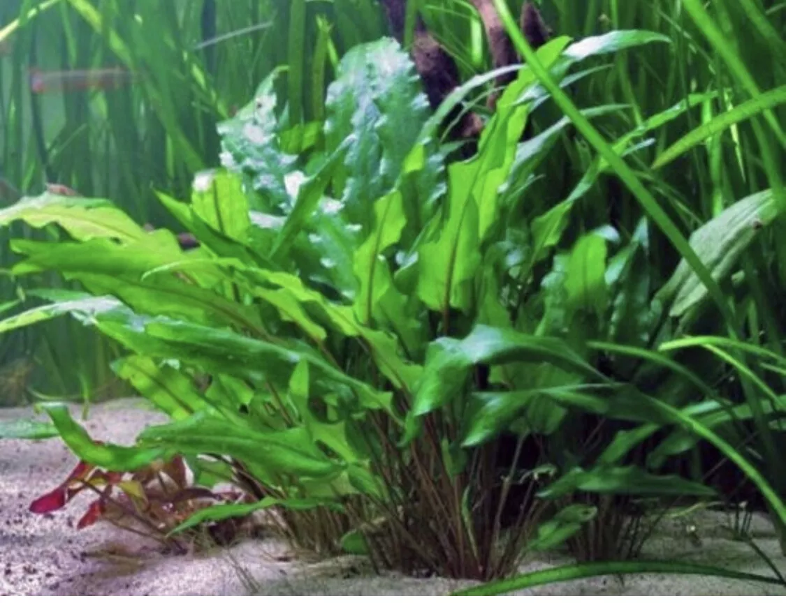 Cryptocoryne Wendtii Green Pot Crypt Live Aquarium Plants - $25.58