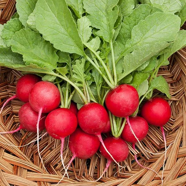 100 Cherry Belle Radish Seeds Non Gmo Harvest Garden Fresh - £4.58 GBP
