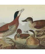 Ruddy Duck Bird 1946 Color Plate Print John James Audubon Nature DWV2A - $39.99