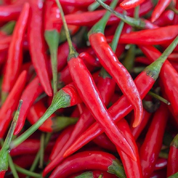 Hot Cayenne Pepper Seeds Fresh Garden Seeds Fresh Seeds - $3.00