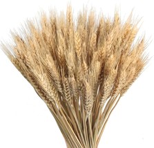 Gtidea 100 Pcs Dried Wheat Stalks 16&quot; Natural Dried Flowers With Stems Dried - $26.99