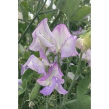 50+ Butterfly Sweet Pea Seeds | Fragrant Climbing Flower Vine - $16.50