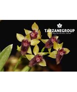 TELIPOGON ASTROGLOSSUS MINIATURE ORCHID MOUNTED - $70.31
