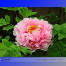 Zhao Fen Pink Fragrant Peony Tree Flower Organic 5 Seeds Your E3185 Garden Beaut - £8.04 GBP