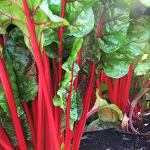 Seeds Fresh Ruby Red Rhubarb Swiss Chard Silverbeet Crimson Silver Beet Spinach - £7.96 GBP