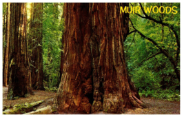 Redwood Trees Muir Woods National Monument California RPPC Postcard - £11.55 GBP