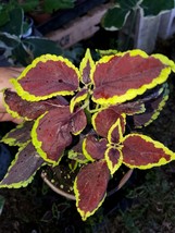 Manto~Coleus Sun Chocolate Mint Live Plant~ 5 To 7 Inches Tall ~ Gardening - £29.46 GBP