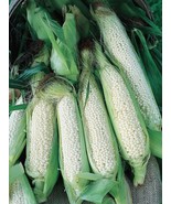 LKS Country Gentleman Sweet Corn Seeds 40 Organic Sweet White Corn Home ... - €10,55 EUR