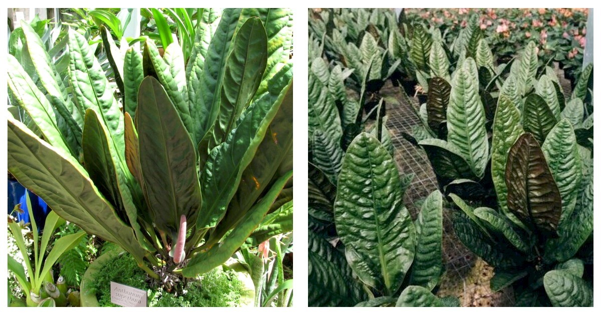 6″ Anthurium Superbum – The (KC) Plant Factory