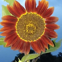 US Seller Crimson Queen Sunflower Seeds Fast Shipping - $11.88