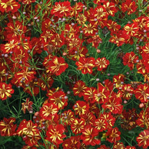 200 Red Yellow Cosmos Seeds Cosmos Bipinnatus Calliopsis Fresh - $4.75