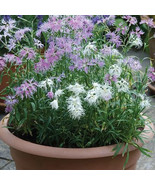 KKG Dianthus Hybridus Dianthus Rainbow Loveliness s Fragrant Blooms US S... - €24,36 EUR