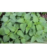 HEIRLOOM NON GMO Stinging Nettle 50 Seeds - €5,17 EUR