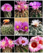 Thelocactus Variety Mix Exotic Mixed Cacti Rare Flowering Cactus Seed 100 Seeds - $18.99