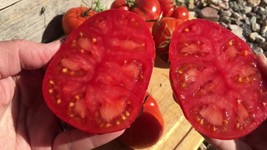 50 Seeds Solar Fire Tomato Vegetable Garden Edible Canning Fresh Seeds - $10.50