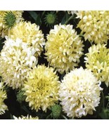 HS GaillardiaPulchella Sundance Cream/white 25 seeds      - £4.58 GBP