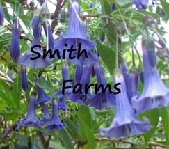 25 Seeds Blue Angel Trumpet Flowers Brugmansia Datura  From US  - $10.25