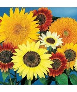 PS Sunflowers All Sorts Mix Bulk 7 Varieties Beautiful Blooms Non Gmo 25... - $17.32 CAD