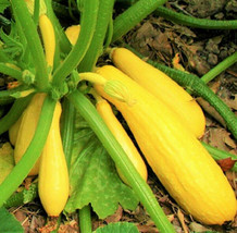 Yellow Straightneck Squash Summer Golden Zucchini Courgette Garden USA - £7.90 GBP