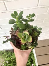 Live Succulent and Cacti Cuttings - Assorted Varieties - $8.08+