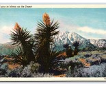 Desert Yucca In Bloom UNP Unused Linen Postcard D21 - £2.33 GBP