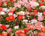 Poppies Red Corn Flanders Field Poppy Wildflower Heirloom Non-Gmo 1500 S... - £4.74 GBP