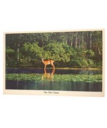 Postcard Deer In Water Greetings From Pear Motel &amp; Restaurant Worchester NY - $6.98