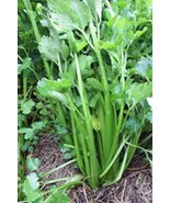 CELERY SEED, TENDERCRISP, 100 SEEDS, HEIRLOOM, ORGANIC, NON GMO, GREAT V... - £3.21 GBP