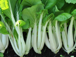 Pak Choi White Stem Chinese Cabbage Seeds, NON-GMO, Variety Sizes, Free Shipping - £1.30 GBP+