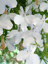 BStore 190 Seeds White Lobelia Regatta Erinus Flower - £7.47 GBP