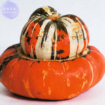 Turban Squash Turks Cap Vegetable Seeds 10 Seeds Winter Squash Vegetable... - $9.89