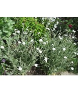 White Rose Campion {Lychnis Coronaria Alba}50+ Pre-Stratified Seeds - €7,77 EUR