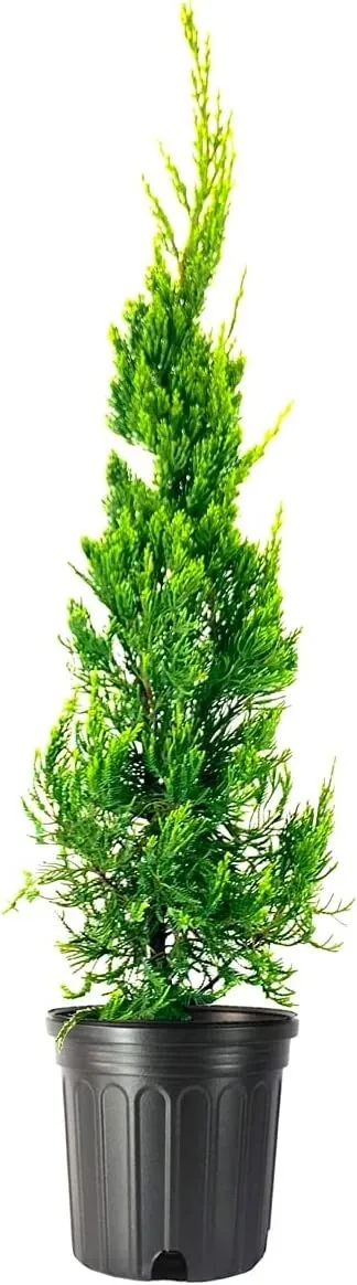 Hollywood Juniper Juniperus Chinensis Torulosa Live Tree - $67.97