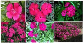 HS Hot Pink Dianthus *Sweet William*Annual Flowered Plant 50 + Seeds Usa Seller - £2.65 GBP