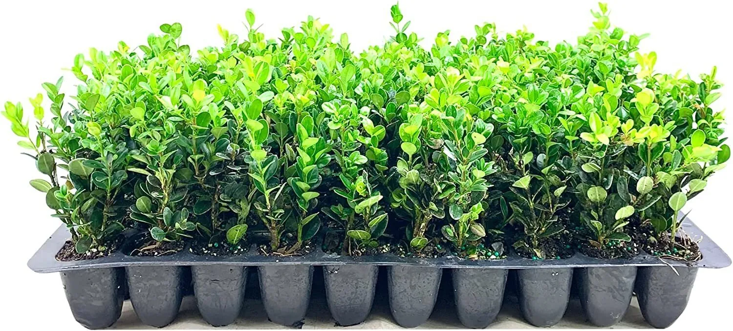 Winter Green Korean Boxwood Live Plants Buxus Microphylla Fast Growing - £35.26 GBP
