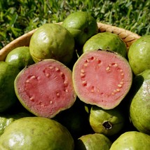 20 Pink Guava Seeds Psidium Guajava Garden Fresh - £7.96 GBP