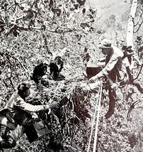 Golden Eagle Nest In Sycamore Tree Juveniles 1936 Bird Print Nature DWU13 - $19.99