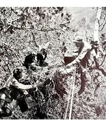 Golden Eagle Nest In Sycamore Tree Juveniles 1936 Bird Print Nature DWU13 - $371.04 MXN