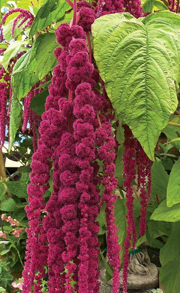 Love-lies-bleeding Seeds ~ Amaranthus caudatus ~ Tassel Flower Amaranth - $3.25