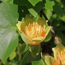 15 Tulip Poplar Tree Yellow Flower Liriodendron Tulipifera Whitewood Seeds - £7.47 GBP