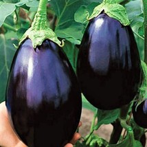 Semilir Black Beauty Eggplant Seeds Non-Gmo 90 Seeds Fast Grow From US - £6.00 GBP