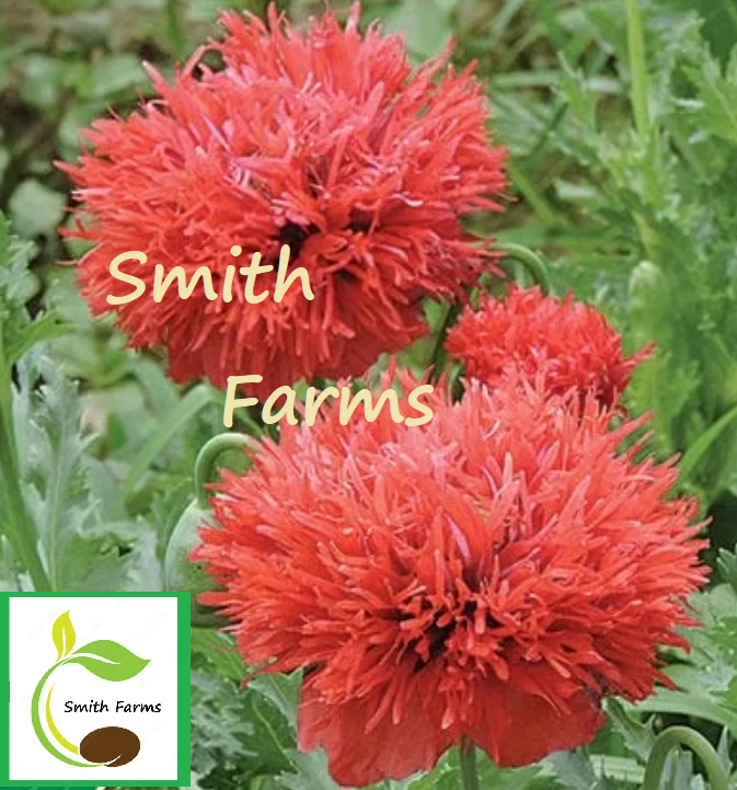100+ Seeds Red Chima Poppy Flowers Garden - $11.39
