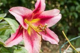 100 seeds Garland Lilium Brownii Lily Flower Seeds White Red Stripes Double Flow - £11.64 GBP