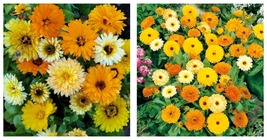 200 Seeds Calendula Fiesta Gitana Dwarf Mix Pot Marigold Flowers Garden Seeds - £15.22 GBP